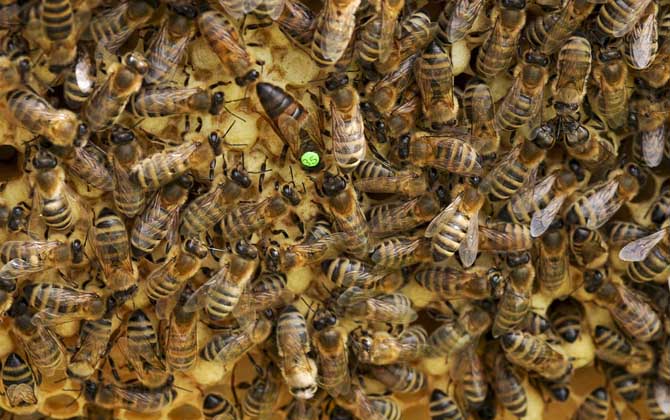 蜂王一般多少錢一只? 蜂王多少錢一只