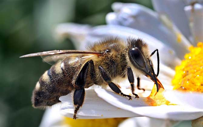 定點養蜂一人最多能養多少箱? 定點養蜂