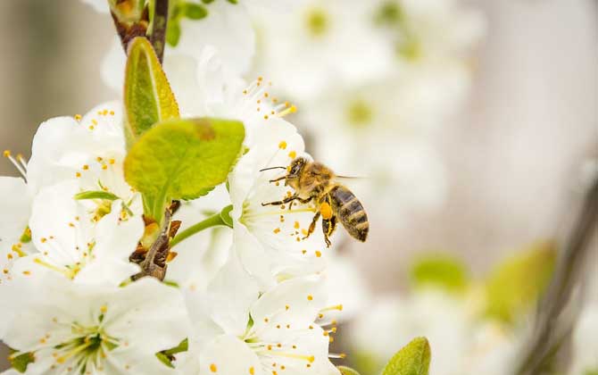 定點養蜂一人最多能養多少箱? 定點養蜂