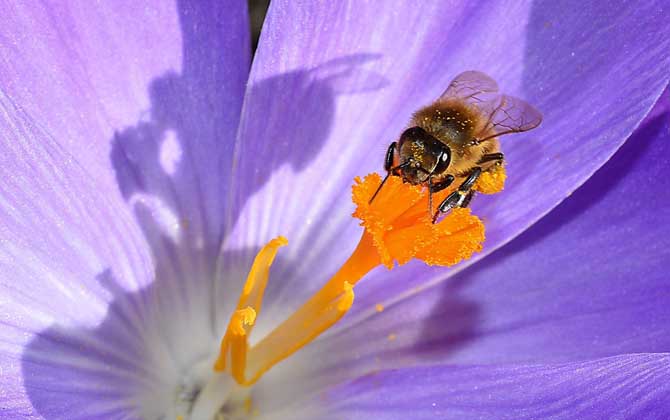 養殖蜜蜂的成本高嗎? 蜜蜂養殖成本