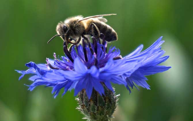 養(yǎng)殖蜜蜂要投入多少錢? 養(yǎng)蜂投資