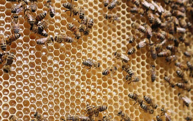 蜜蜂白堊病的癥狀及防治 白堊病