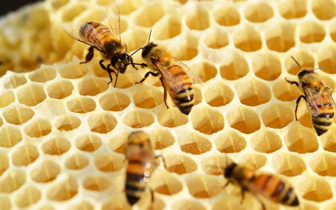 蜜蜂白堊病的癥狀及防治 白堊病