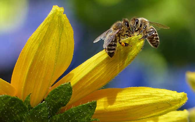 「基礎篇」蜂群的組成及分工 蜜蜂