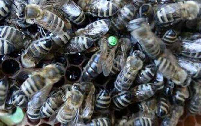 「基礎篇」蜜蜂的種類大全及優缺點 東北黑蜂