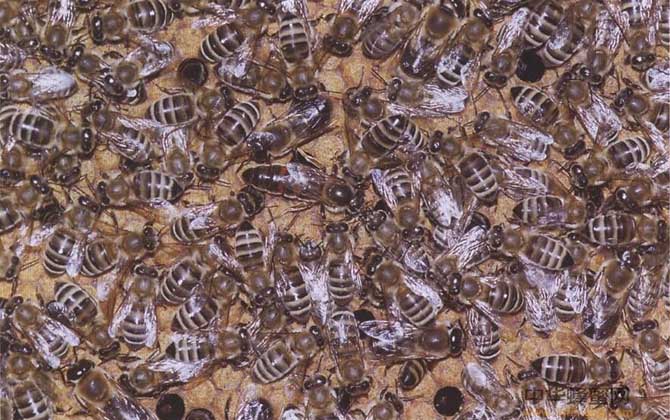 「基礎篇」蜜蜂的種類大全及優缺點 高加索蜂