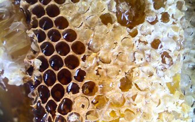 純野生蜂蜜二百元一斤貴嗎? 野生蜂蜜