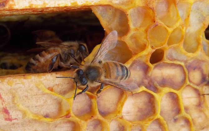 蜂膠的功效與作用及食用方法 蜂膠