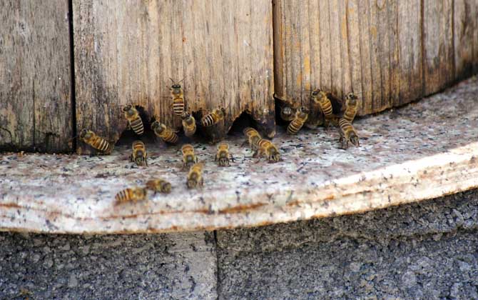 養50箱蜜蜂要多少資金? 養蜂