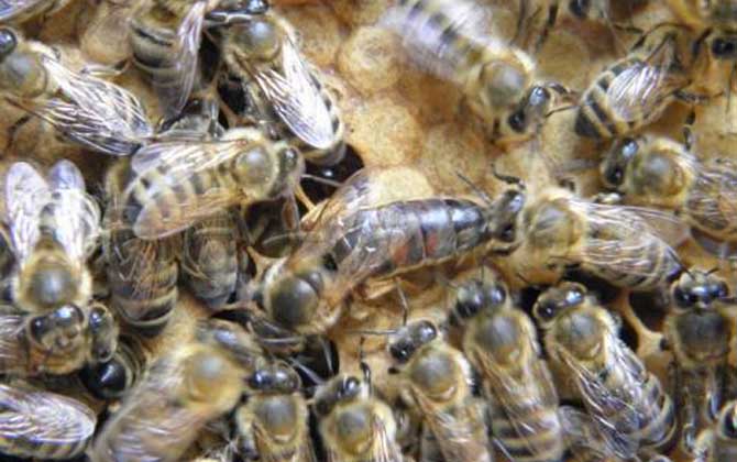 2019年東北黑蜂多少錢一箱? 東北黑蜂