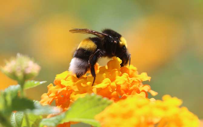 有哪些贊美蜜蜂的詩(shī)句? 贊美蜜蜂的詩(shī)句