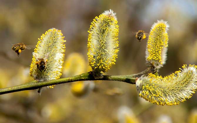 有哪些贊美蜜蜂的詩(shī)句? 贊美蜜蜂的詩(shī)句