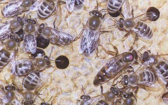 2021年東北黑蜂王多少錢一只? 東北黑蜂