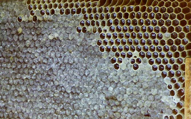 2021年養蜂有補貼嗎? 養蜂