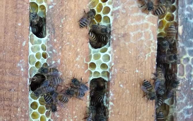 我國養(yǎng)有多少群中蜂? 中蜂