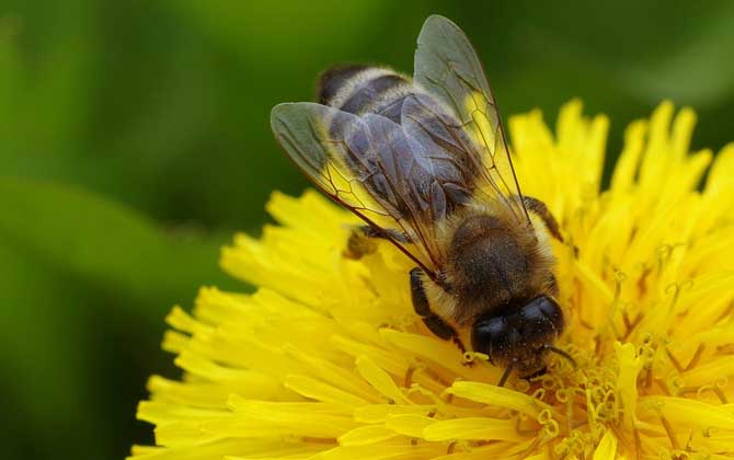蜜蜂為什么不蜇養蜂人? 蜜蜂蜇人