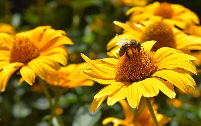 蜜蜂為什么不蜇養蜂人? 蜜蜂蜇人