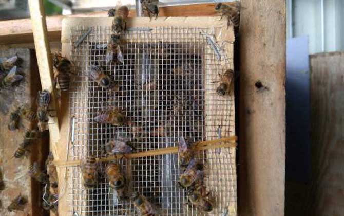 發展蜜蜂養殖有什么好處? 蜜蜂養殖