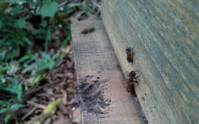 養(yǎng)40箱蜂一年賺多少錢? 養(yǎng)蜂