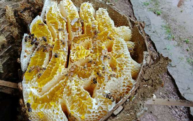 養(yǎng)40箱蜂一年賺多少錢? 養(yǎng)蜂