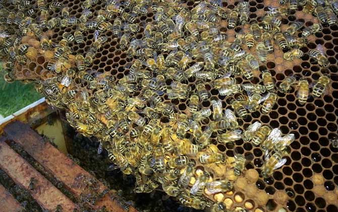 養(yǎng)蜂行業(yè)為什么不被看好? 養(yǎng)蜂