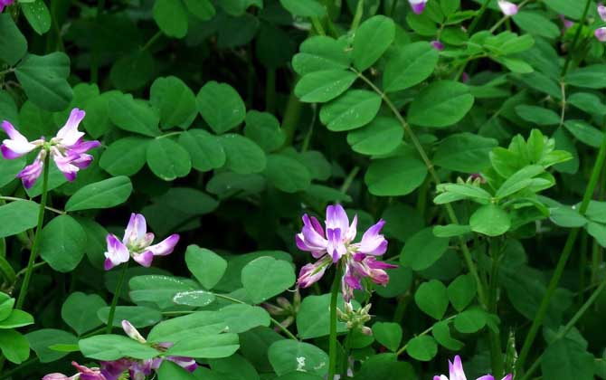 蜜源植物種類及圖片大全 紫云英