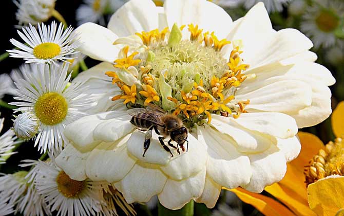 蜜蜂有幾條腿和翅膀? 蜜蜂
