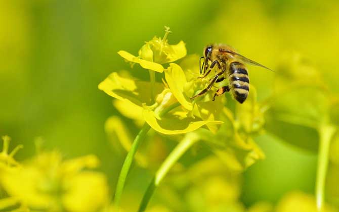 蜜蜂有幾條腿和翅膀? 蜜蜂