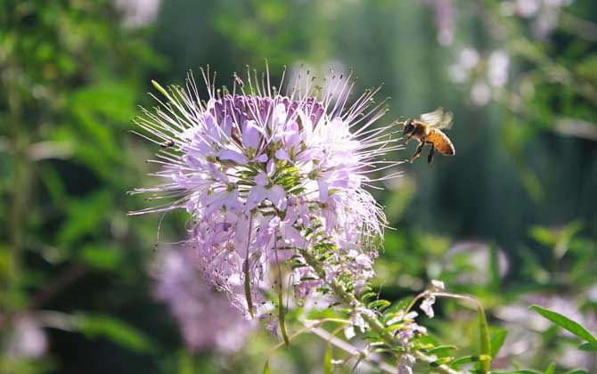 蜜蜂有哪些生物學特性? 蜜蜂的生物學特性