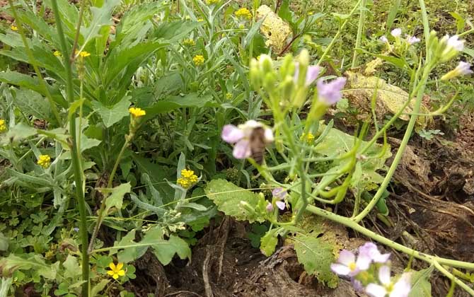 蜜蜂的生活環境特性 蜜蜂