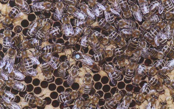 新疆黑蜂有什么特點(diǎn)? 新疆黑蜂