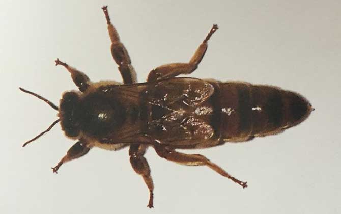 新疆黑蜂有什么特點(diǎn)? 新疆黑蜂