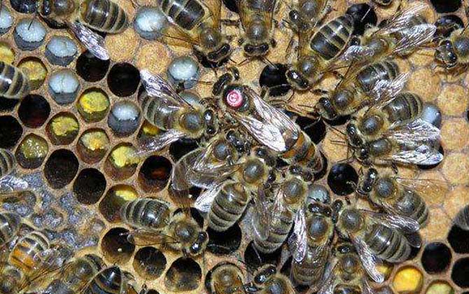 新疆黑蜂有什么特點(diǎn)? 新疆黑蜂