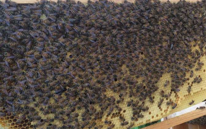 處女蜂王什么時(shí)候交尾? 處女蜂王