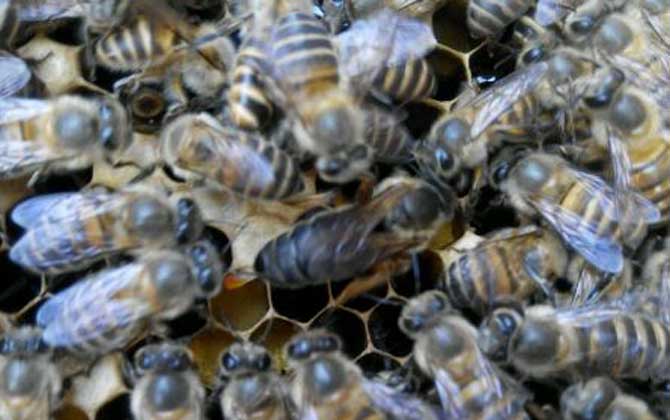 處女蜂王進行幾次交尾? 處女蜂王