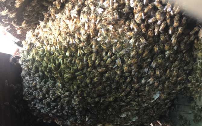 新蜂王出了幾天會分蜂? 分蜂