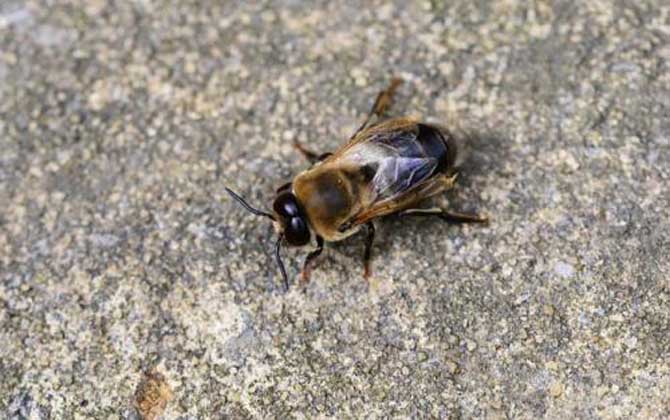 雄蜂有什么特點? 雄蜂