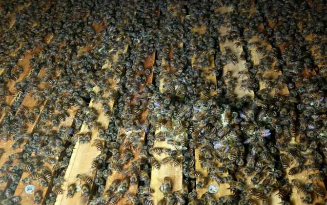 雄蜂有什么特點? 雄蜂