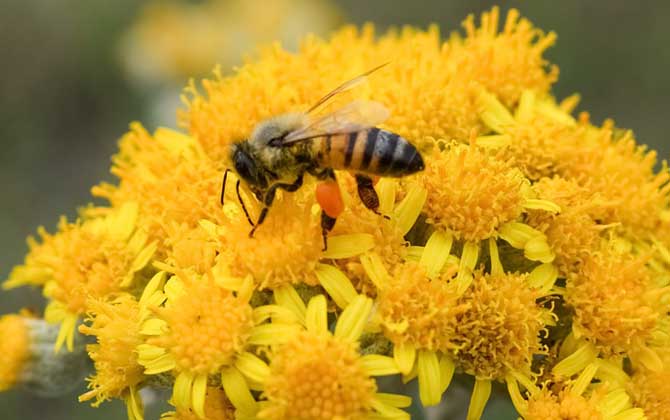 被蜜蜂蟄了怎么處理才好? 被蜜蜂蟄了怎么處理