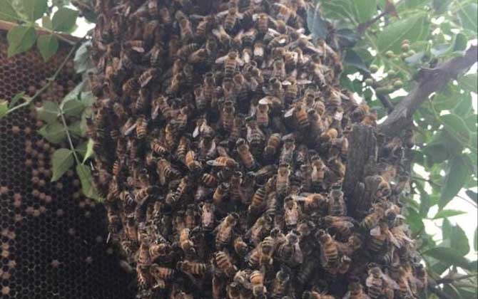 中蜂一年自然分蜂幾次? 自然分蜂