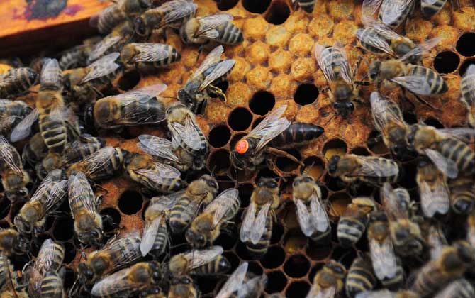 蜜蜂為什么要聽(tīng)蜂王的? 蜂王