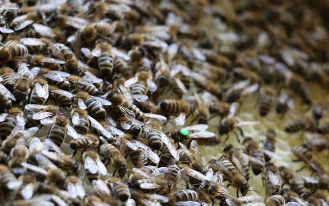 蜜蜂為什么要聽(tīng)蜂王的? 蜂王