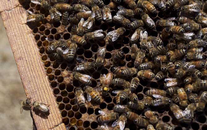 蜜蜂為什么要聽(tīng)蜂王的? 蜂王