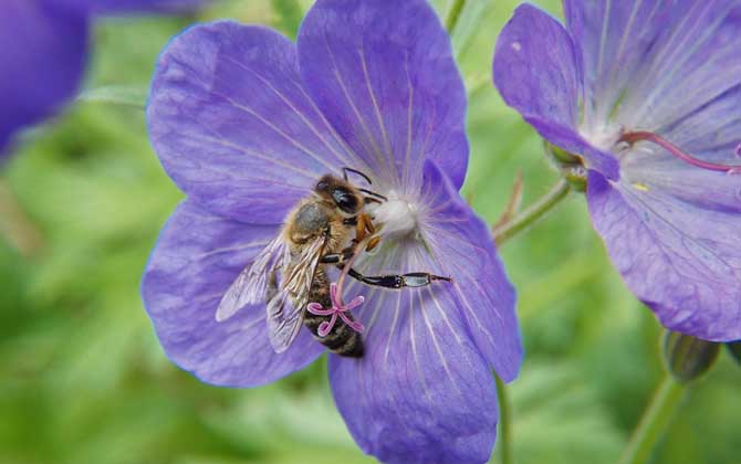 蜜蜂為什么要采鹽? 蜜蜂
