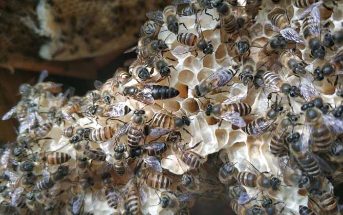 家里有蜜蜂窩怎么處理? 蜜蜂