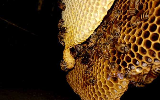 蜜蜂窩和馬蜂窩的區別 蜜蜂窩