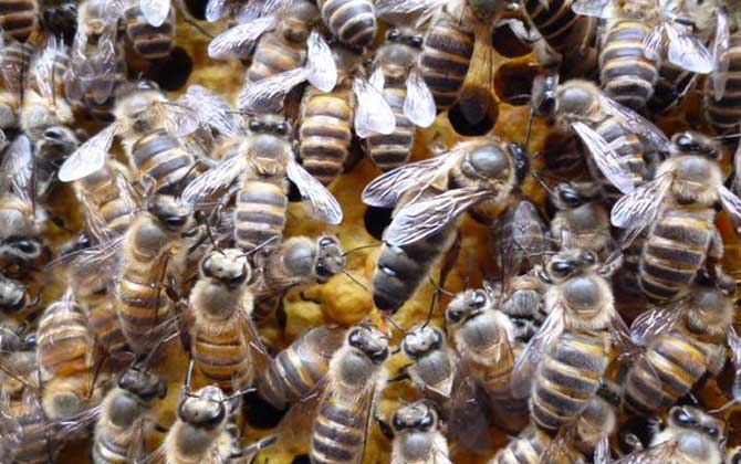 雄蜂是蜂王產卵發育的嗎? 蜂群