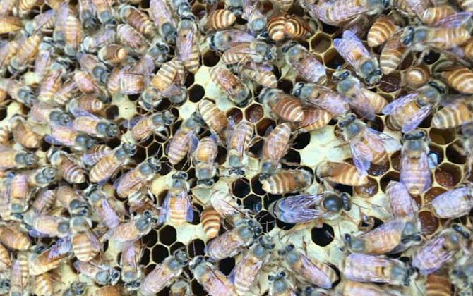 雄蜂是蜂王產卵發育的嗎? 蜂群