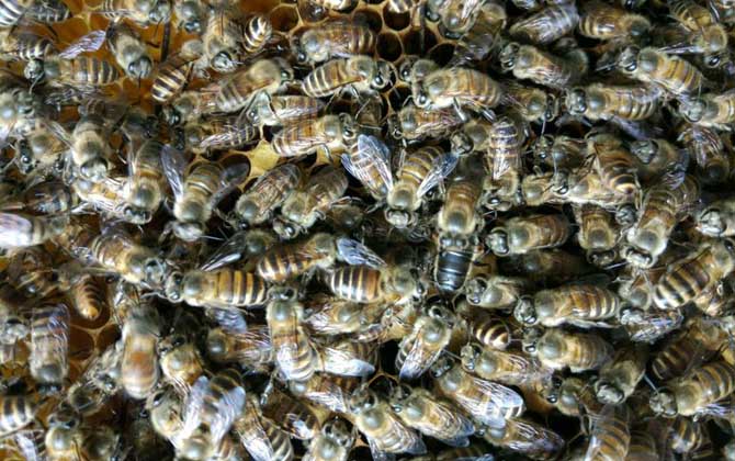 雄蜂試飛后多久發生分蜂? 雄蜂