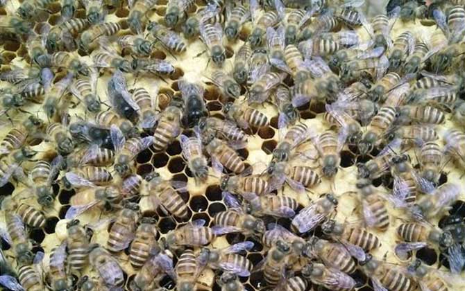 雄蜂是怎么發(fā)育來的? 雄蜂